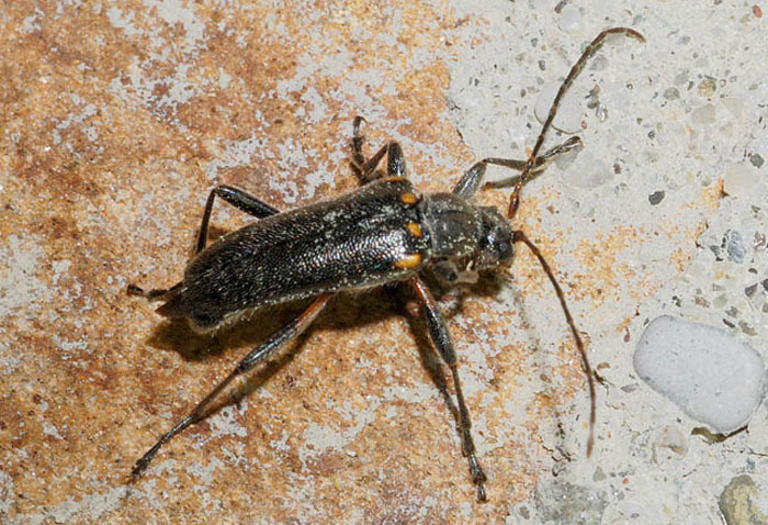 Cerambycidae: Cortodera humeralis?   S  !